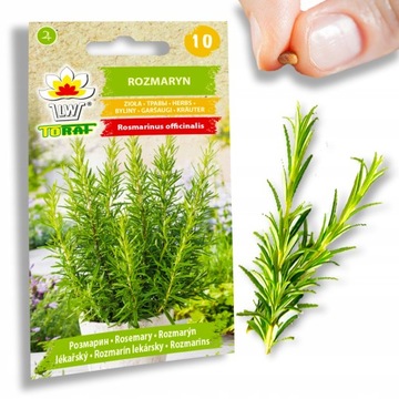 Nasiona ziół aromatyczny Rozmaryn Toraf