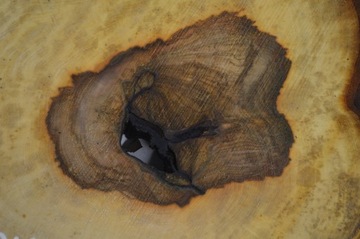 Большой выбор ломтиков каштана 41x38Gr4cm Поднос