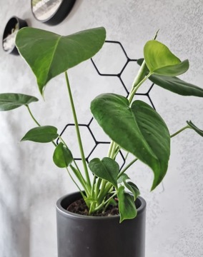 Podpórka do roślin drabinka podpora metal czarna