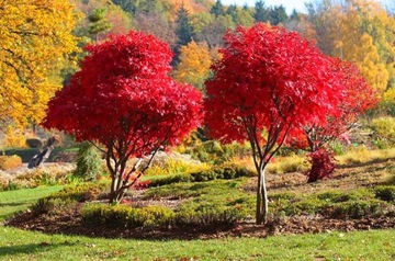 Клен пальмовый 'Atropurpureum' Acer palmatum шляпка. 2л