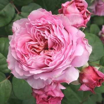 Роза крупноцветковая Eisvogel Tantau Scented
