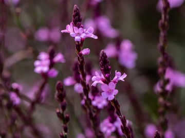Werbena pospolita Bampton - Verbena officinalis P9 różowa