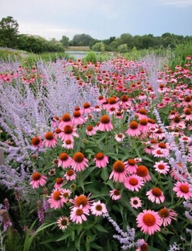 Jeżówka Echinacea Magnus Purpurowa MIODODAJNA Duża Sadzonka 1,2L