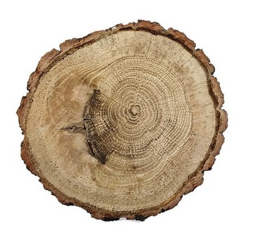 Plastry drewniane dąb szlifowany 10-12 cm Plaster drewna