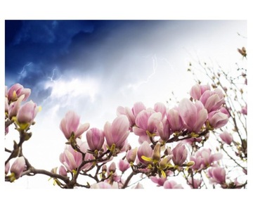 Fototapeta 416x290cm Kwiat drzewa magnolii, wiosna