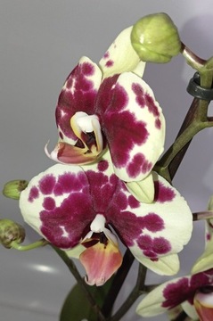 PHALENOPSIS storczyk 13