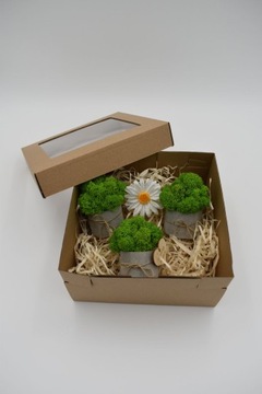 Подарочный набор «Крабовый лес»