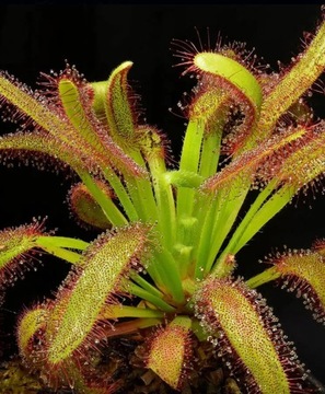 Торф сфагнум Spagnum Росянка Венерина мухоловка 10л