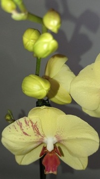 PHALENOPSIS storczyk 10