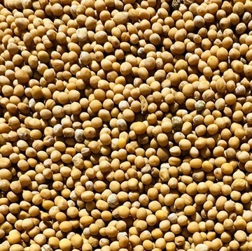 Gorczyca biała kwalifikowana Gracja Miododajna na poplon 1kg