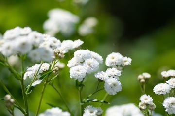 GIPSÓWKA WIECHOWATA pełna na bukiety NASIONA
