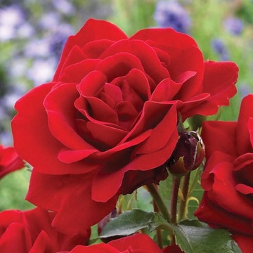 Ароматная красная бордюрная роза.
