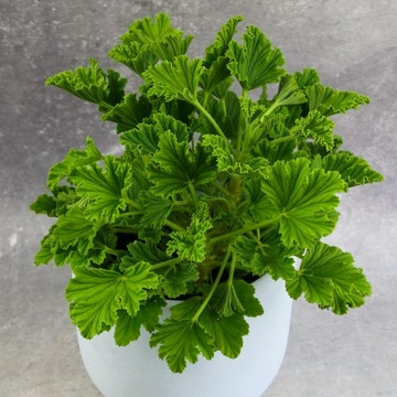 Geranium 'ANGINKA’ ORANGE FIZZ | naturalne perfumy zapach pomarańczy.