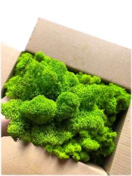 Мох CLEANED CLEANED, светло-зеленый, 500г НЕТТО