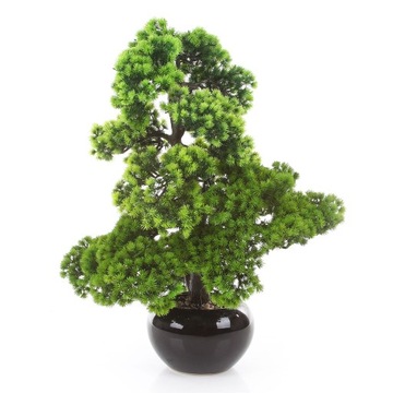drzewko BONSAI LARCH 70 modrzew ceramiczna osłonka