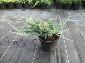 Jałowiec Juniperus Blue Chip nr.1374