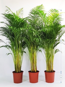AREKA ARECA PALMA Dypsis Lutescens WIELKA! 4XL