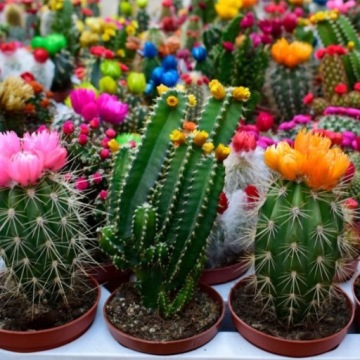 ПОЧВЕННЫЙ СУБСТРАТ ДЛЯ КАКТИЙ И СУКУЛЕНТОВ НАТУРАЛЬНОЕ УДОБРЕНИЕ PERFECT ЦВЕТЫ 5л