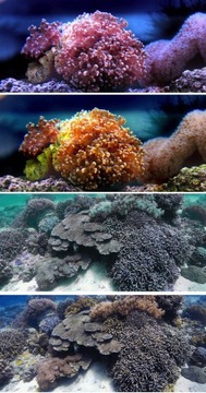 Набор из 8 фильтров ND CPL UV + Water SUNNYLIFE для DJI ACTION 2 (OA2-FI101-8X)