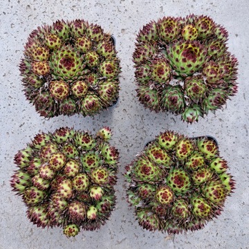 Wallwort Tectorum Многолетние многолетние саженцы суккулентное растение для сада