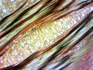 DLT-Cam Basic 2-мегапиксельная камера для микроскопа с USB 2.0