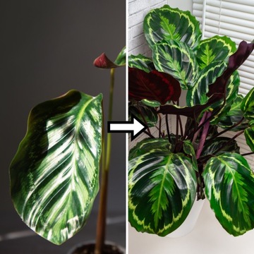 MIX Soil Calathea Maranta Philodendron - Субстрат - Лесной вред для растений