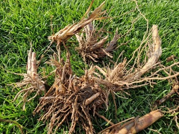 Мискантус гигантский корневые черенки 100 шт, высокая декоративная трава