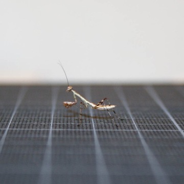 Polyspilota MARBICA Prześliczna modliszka