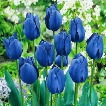 Tulipan Tulipany Niebieski Blue 5 szt XXL