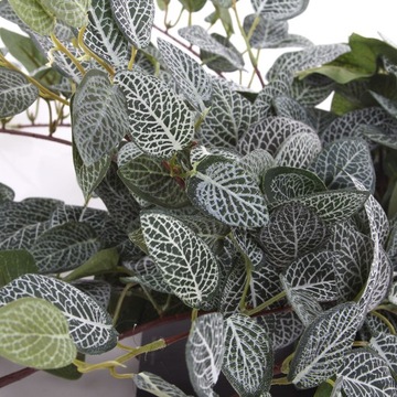 искусственная лоза Pilea 80 см лозы для стены