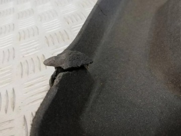 ЗАДНЯЯ ПОЛКА БАГАЖНИКА DACIA SANDERO II STEPWAY