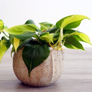 Philodendron Brazil Scandens pnący Filodendron
