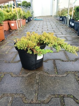 Juniperus Procumbens Nana - Jałowiec rozesłany C3