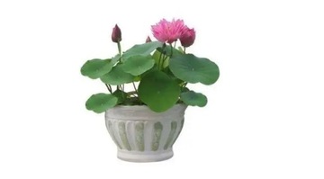100 Nasion Lotosu Mini Non GMO Nasion Lotosu Bonsai Do Ogrodu