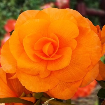 Begonia grandiflora pełna pomarańczowa 5 szt.