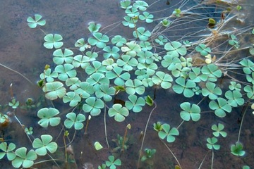 MARSILEA QUADRIFOLIA MARSYLIA CZTEROLISTNA - OCZKO/STAW - rośl. przybrzeżna