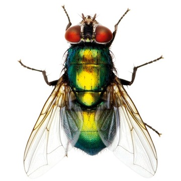 Сумка BROS, ловушка для мух XL и наживка