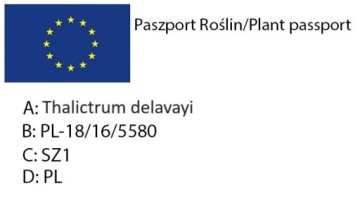 Рутевка Делавея ALBUM Thalictrum «СНЕЖНО-БЕЛАЯ ЦВЕТОЧНАЯ БУРЯ» — саженец