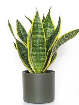 Sansewieria Futura Superba Sansevieria Wężownica S