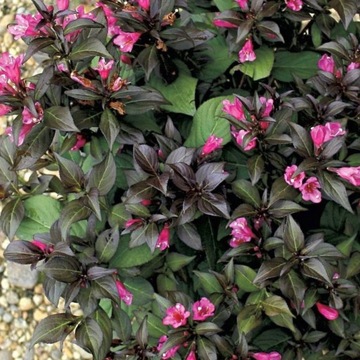 Krzewuszka cudowna Minor Black (C2)