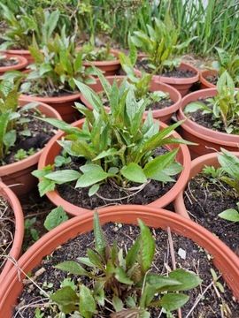 JEŻÓWKA sadzonka w doniczce ECHINACEA PURPUREA