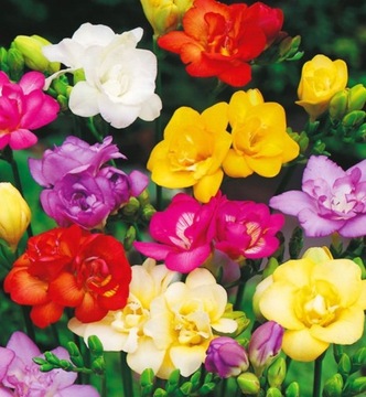 FREZJA PEŁNA MIX FREESIA DOUBLE cebulki 50 szt. GRATIS
