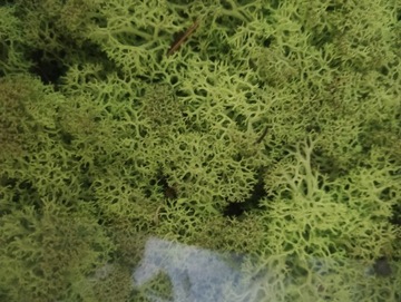 MECH, CHROBOTEK RENIFEROWY 50g Spiring Green