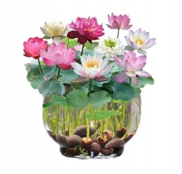 100 nasion lilii wodnej Bonsai Łatwe w uprawie