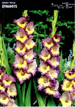 Cebulka Mieczyk Gladiolus, Dynamite 5 szt