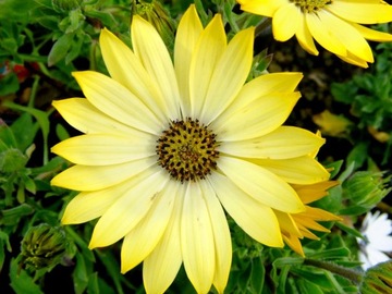 Osteospermum Stokrotka Afrykańska 3D Yellow 09