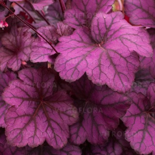 żurawka Wild Rose wyraźna i silna lubiąca też słońce Heuchera