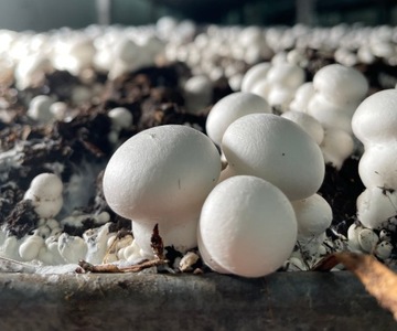 НАБОР ГРИБНАЯ ТАЙНА XXXL 30 КГ ДОМАШНЕЕ ВЫРАЩИВАНИЕ