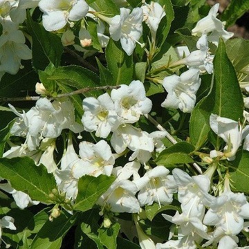 Krzewuszka cudowna Bristol Snowflake (C2)