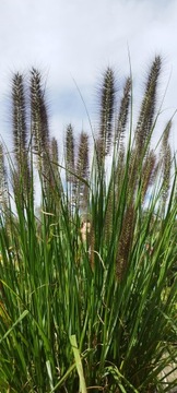 Rozplenica Japońska BLACK BEAUTY Pennisetum